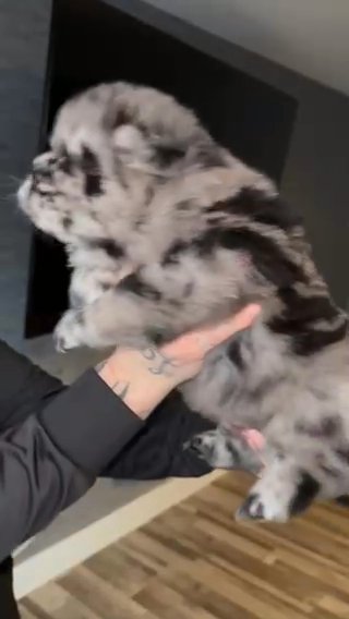 Chow Chow Puppies in Doncaster
