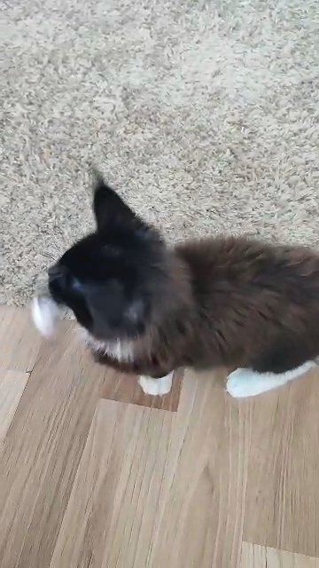 TICA registered Maine Coon Kitten in Basildon