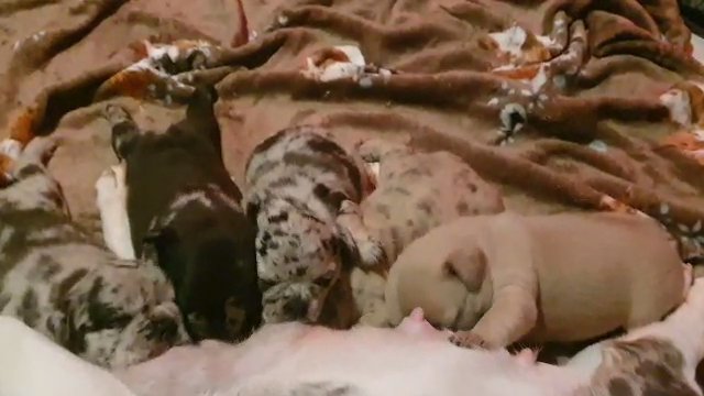 ** REDUCED *** STILL AVAILABLE bulldogs puppies in Sheffield