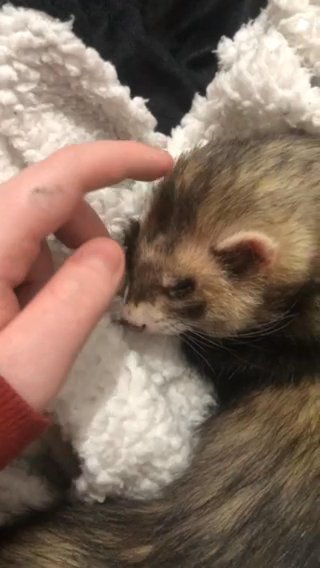 Two Adult Male Ferrets in London