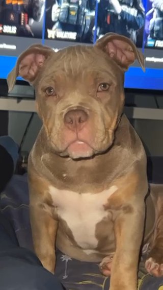 Pocket Bully in Nottingham