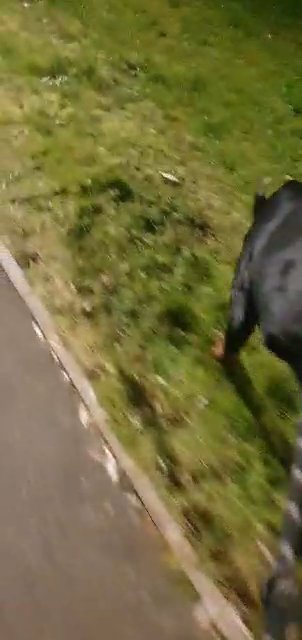 European import doberman, Extreme Edition in Derby