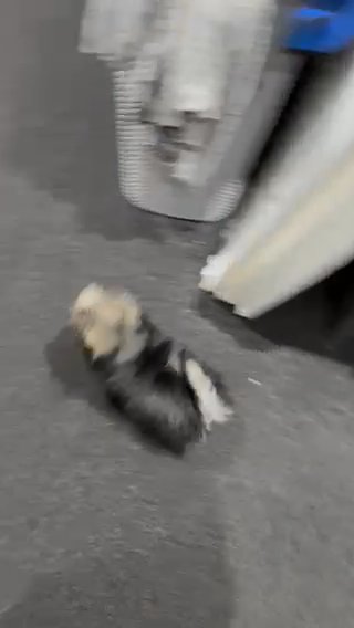 Stunning Korean Maltese cross long Chihuahua in Coventry