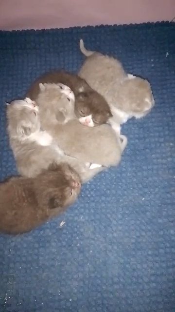 Exotic Scottish Fold kittens in Cardiff