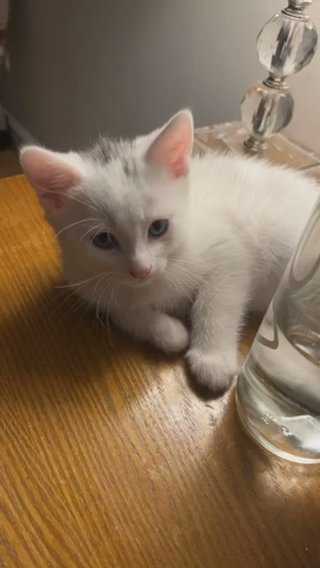 2 Turkish Angora Mix With Bengal in London