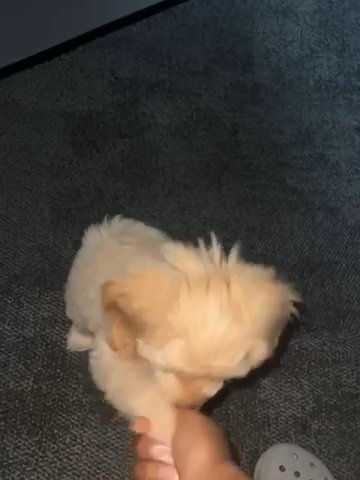 12 Week Old Miniature Cockerpoo. Last One! in London