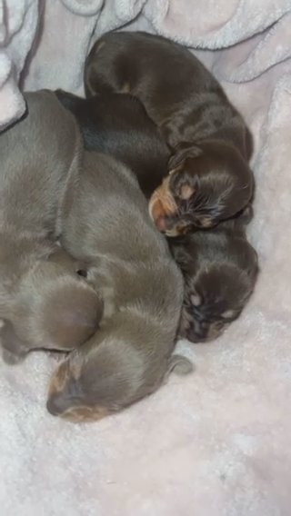 Miniature Dachshunds in Liverpool