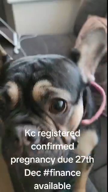 French bulldog puppies in Telford and Wrekin