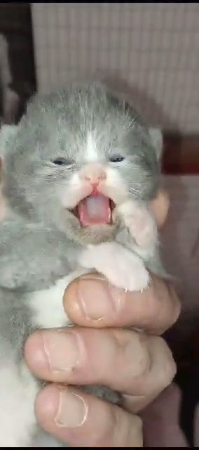 LAST GIRL!British shorthair Exotics in Cardiff