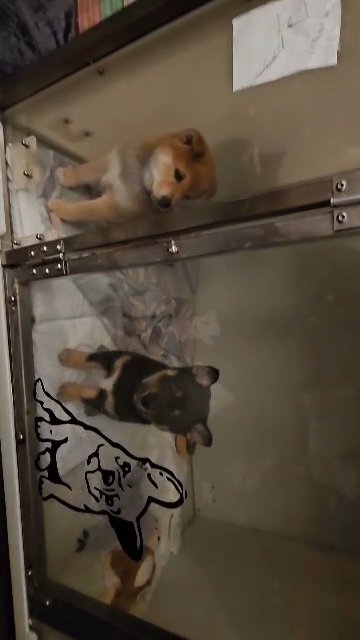 1 KC REG B&T SHIBA INU PUPPY ? CHMP BDLN in London