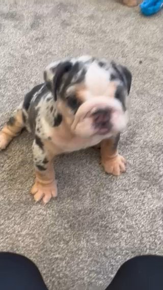 English Bulldog Puppies available in North Lanarkshire