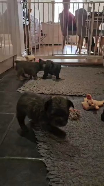 fluffy frenchbulldog puppies in Fenland