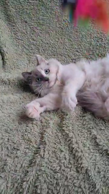 Unique Mink Blue Tortie Mitted Ragdoll Girl With Aqua Eyes in Wolverhampton