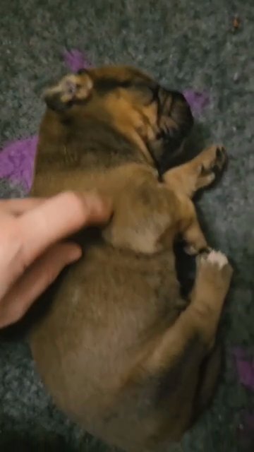 Brown Cane Corso girl pup in South Holland