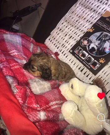 Imperial Shihpoo Puppies in Blackpool