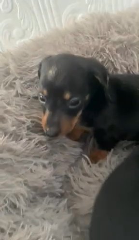 Miniature Dachshund in Manchester
