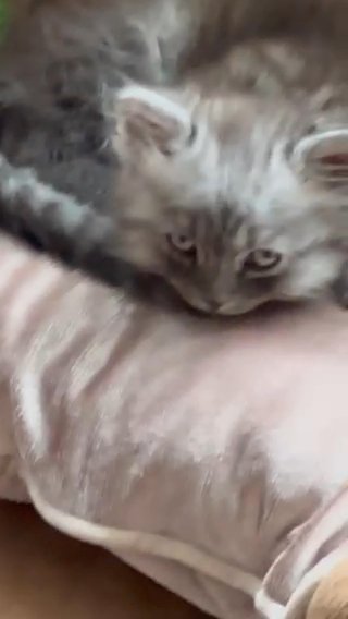 Last Persian Kitten Reserved Till 5/2 in Colchester