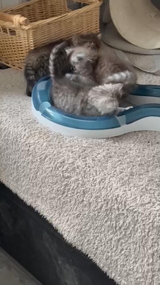 Adorable Persian Kitten Reserved Until 5/2 in Colchester