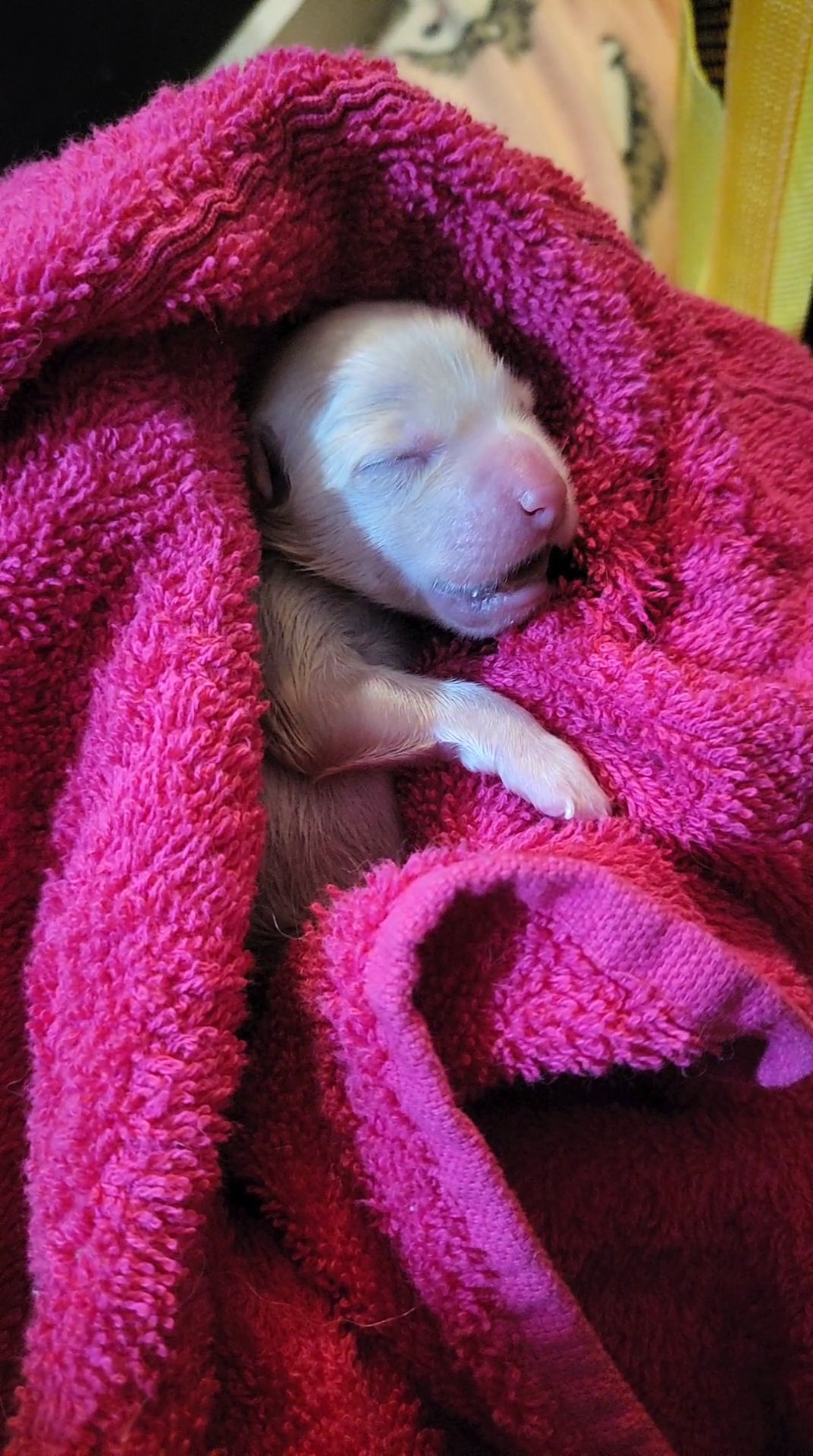 4 Pomnarian Puppy's For Sale in Birmingham