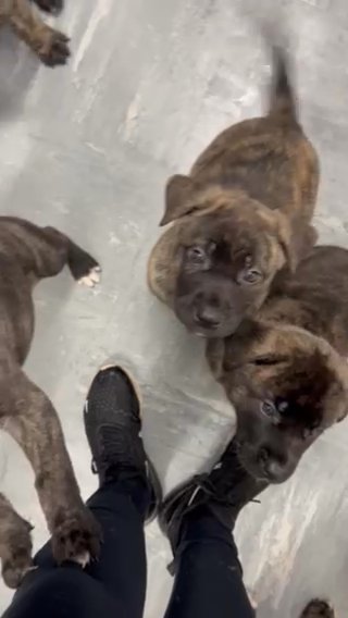 American Akita X Cane Corso in Kent