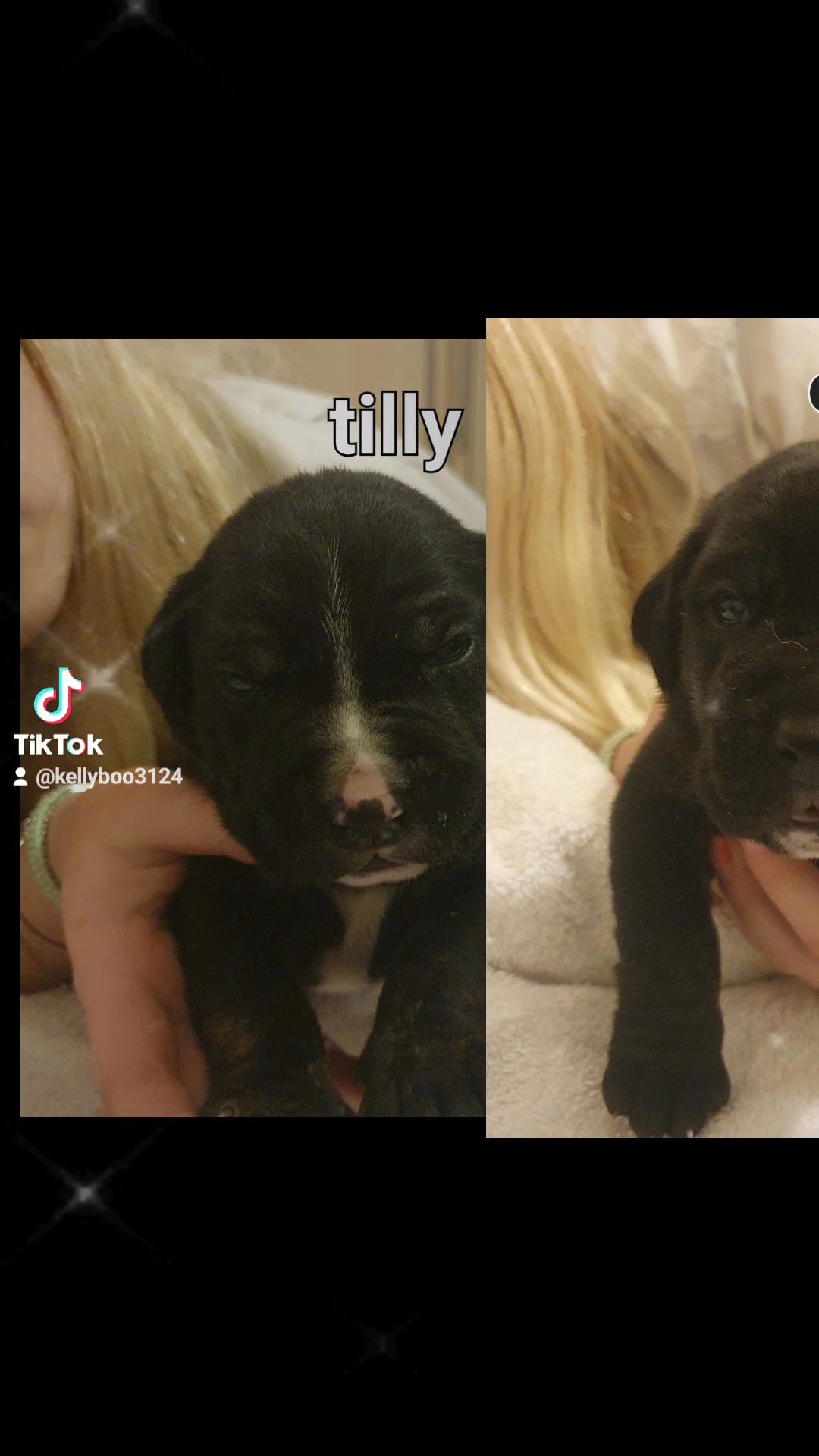 presa canario cross in Sheffield