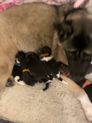 Pure AMERICAN AKITA PUPPIES in North West Leicestershire