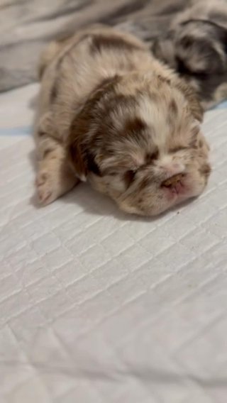 Puppies (French Bulldog) in Liverpool
