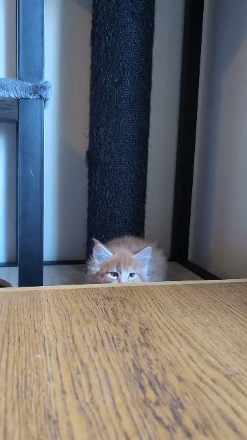Maine coon kittens in Bristol