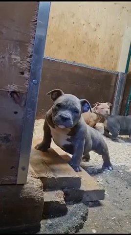 American bully Extreme in Luton