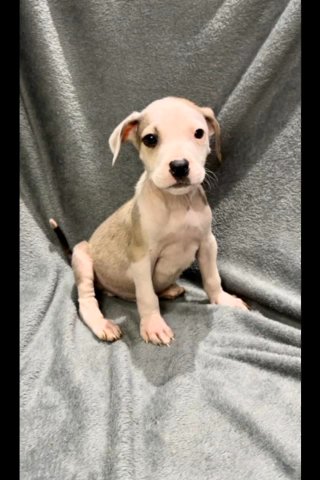 Last 3 Male Staffordshire Bull Terrier Pups in Bradford