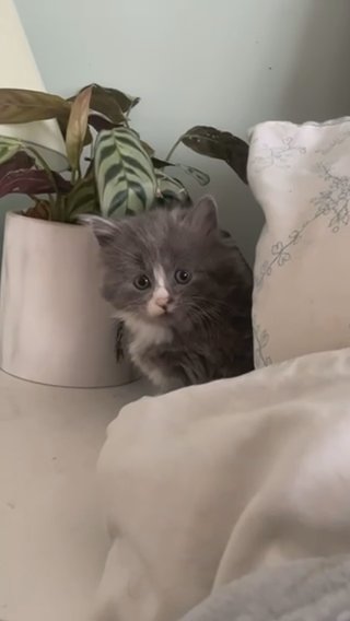 Grey and white female 8 weeks old in Dudley