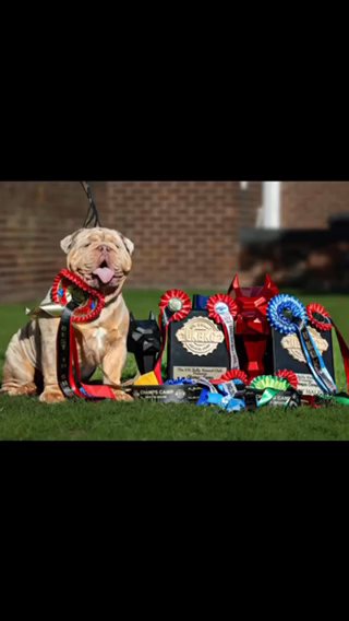 English Bulldog Pups Looking For Homes in Liverpool