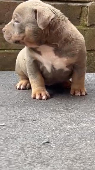Ready To Leave Now Pocket Bully Pups in Wolverhampton