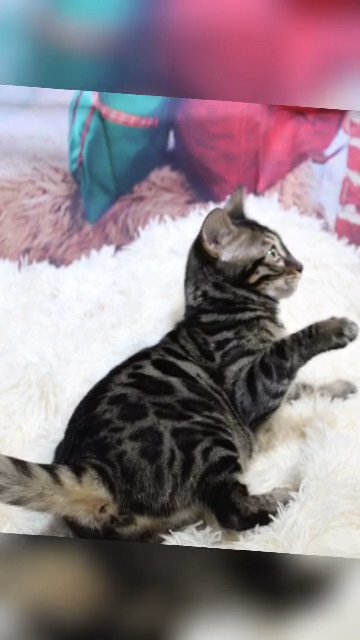 ?SILVER CHARCOAL KITTENS AVAILABLE? in Coventry