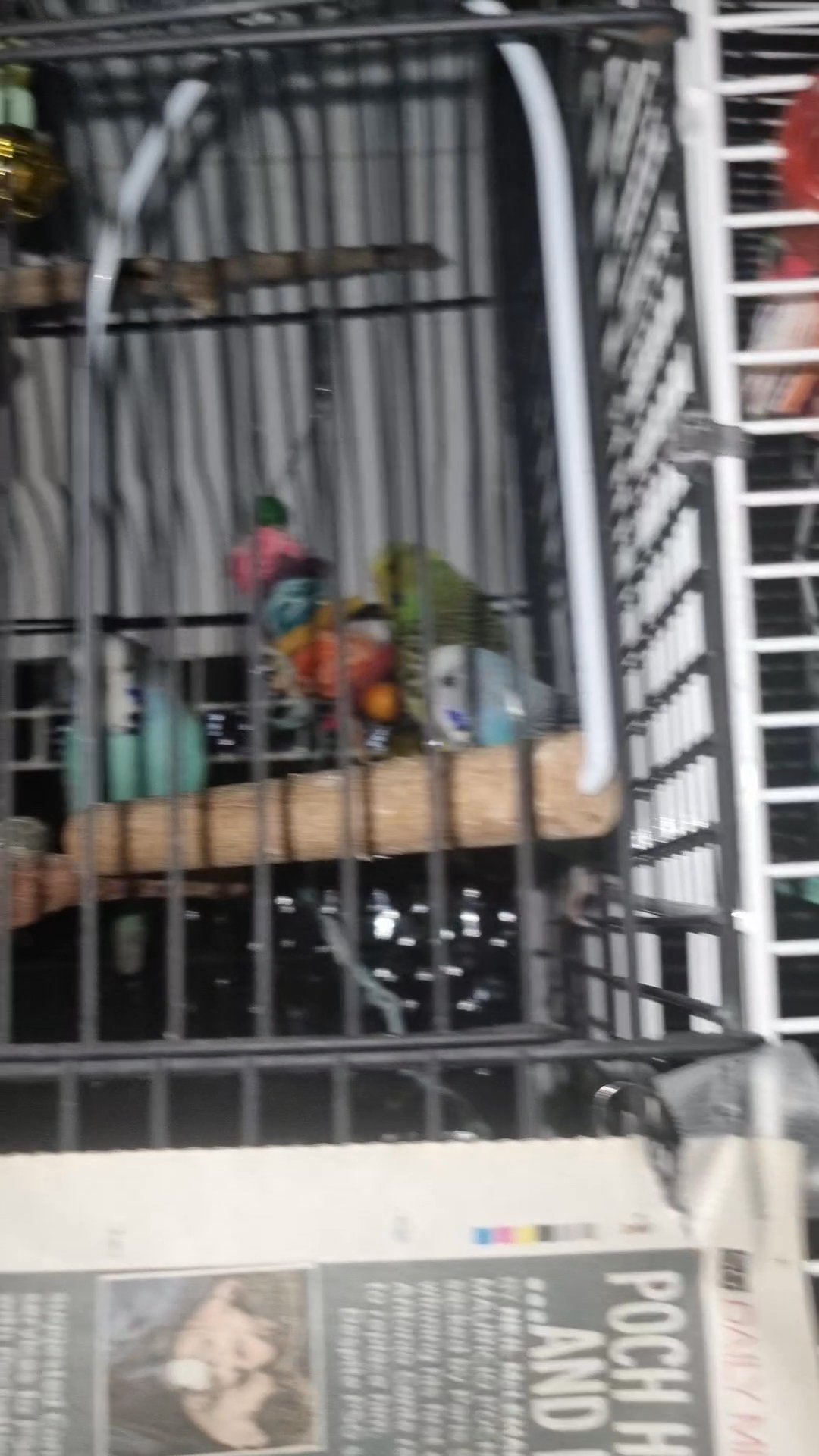 budgies for sale or swap in Bolton