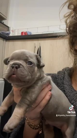 Blue Big Rope Frenchie in Mid Devon