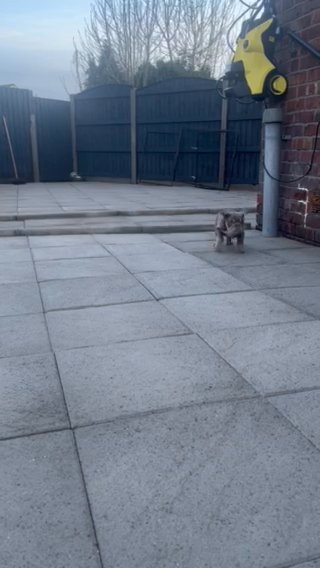 English Bulldog Fullsuit Lilac/tan Girl Ready Now in Manchester