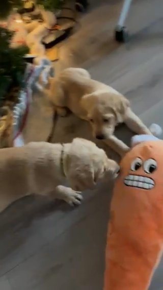 Labrador Pups Ready To Leave in Birmingham