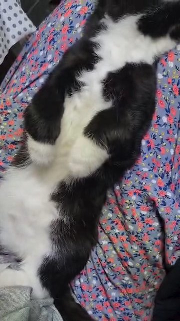 kittens in London