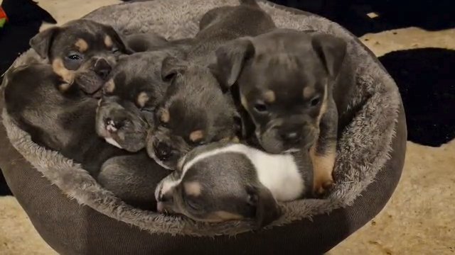 pocket bully x frenchie in Tunbridge Wells