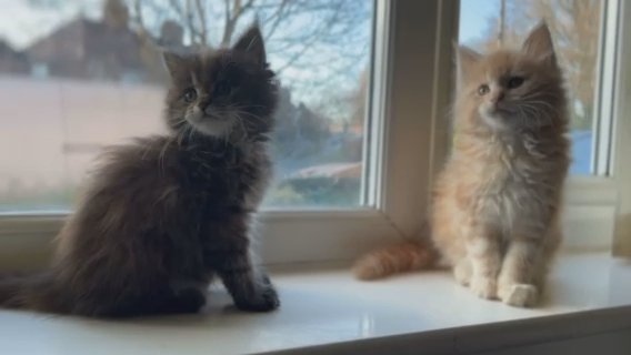 maine coon kitten in Coventry