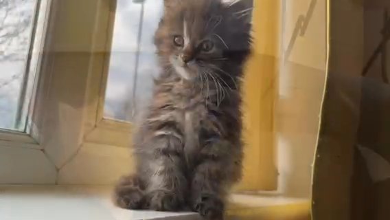 maine coon kittens available in Coventry