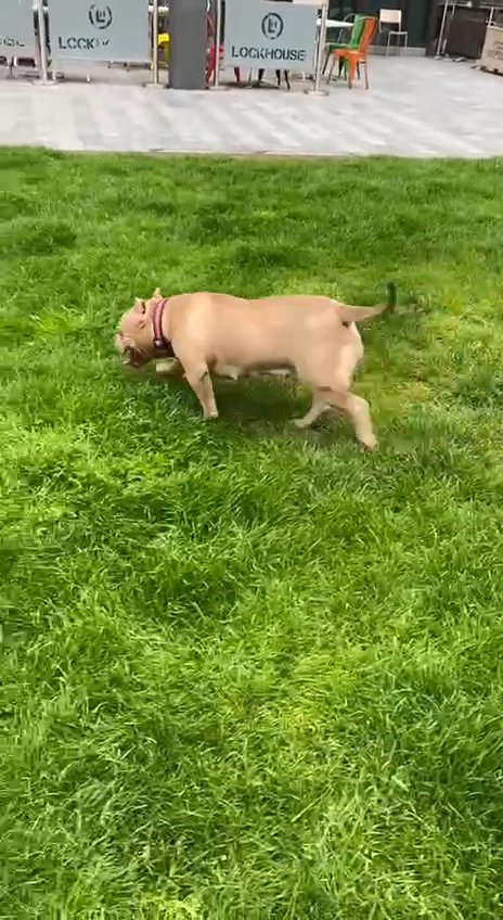 American pocket bully in London