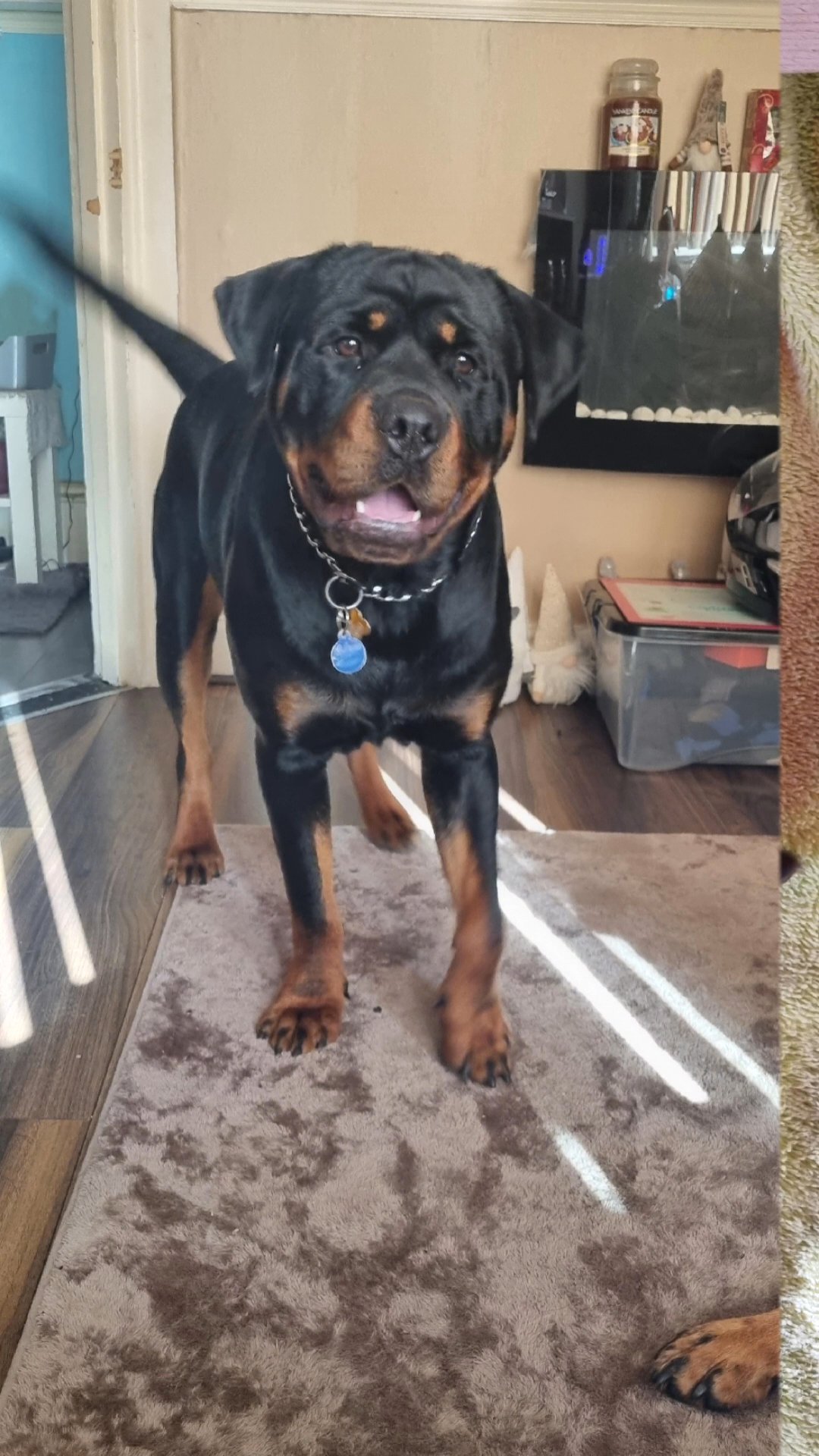 male rottweiler in Hampshire