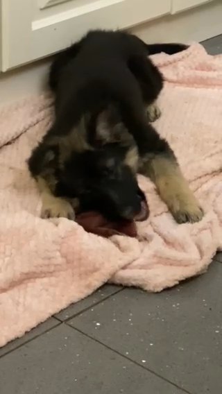 Last Girl German Shepherd Puppy Ready To Go in Romford