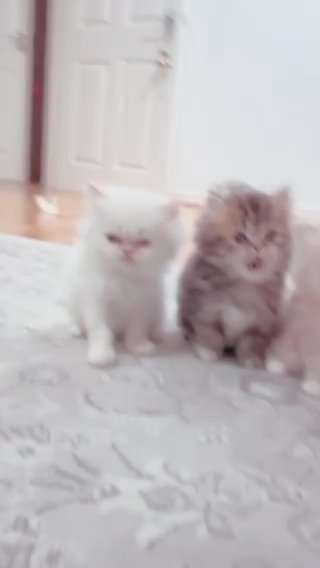 Persian Kitten in London