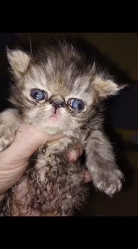 Chocklate Tabby Exotic Persians in Cardiff