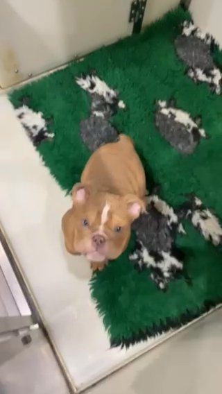 Stunning British Bulldogs Puppies in Preston