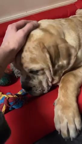 Merle Mastiff in Knowsley