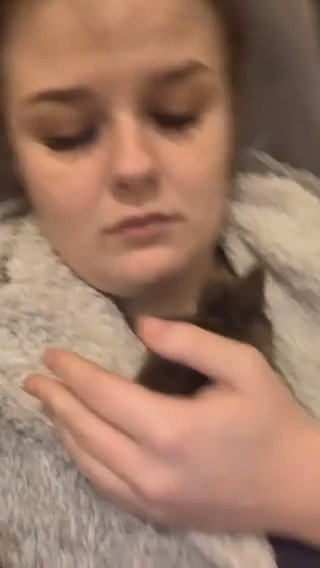 Dark Brown Harlequin Lionhead x Dwarf Bunny in Maidstone